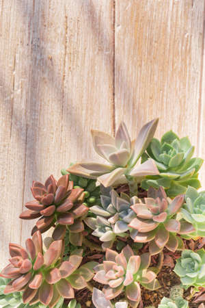Collection of cacti and succulents on wood, close-up imageの写真素材