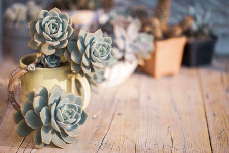 Collection of cacti and succulents on wood, close-up imageの写真素材