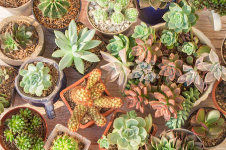 Collection of cacti and succulents on wood, close-up imageの写真素材