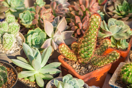 Collection of cacti and succulents on wood, close-up imageの写真素材
