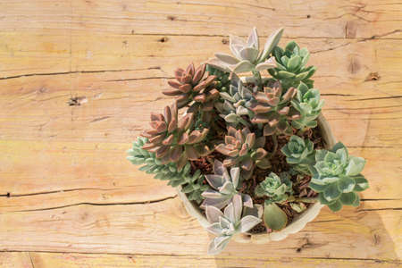 Collection of cacti and succulents on wood, close-up imageの写真素材