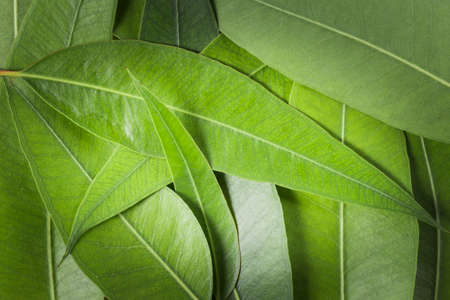 green eucalyptus leaves on wooden background, top view