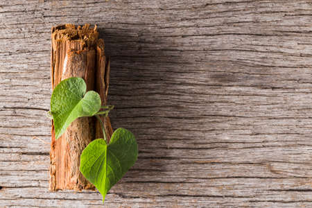 bark of medicinal plant cat's claw, uncaria tomentosaの写真素材