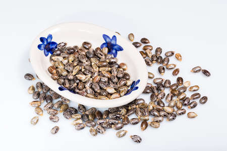 castor beans isolated on white background, close-up imageの写真素材