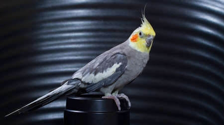 gray nymph cockatoo on black background, close-up image