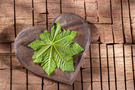 Castor oil plant leaf on wood, top view