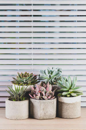 collection of succulents on a light colored table, close-up imageの写真素材
