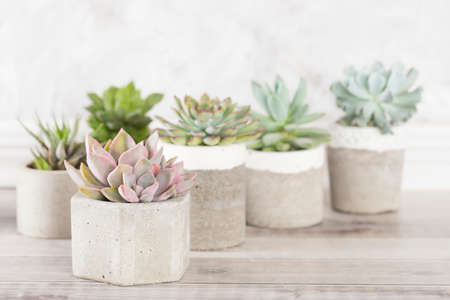 collection of succulents on a light colored table, close-up imageの写真素材