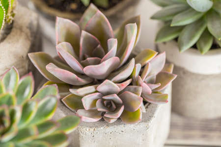 collection of succulents on a light colored table, close-up imageの写真素材