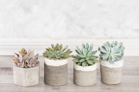 collection of succulents on a light colored table, close-up imageの写真素材