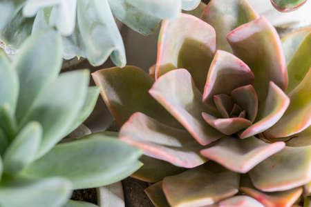 collection of succulents on a light colored table, close-up imageの写真素材