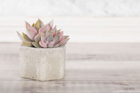 collection of succulents on a light colored table, close-up imageの写真素材