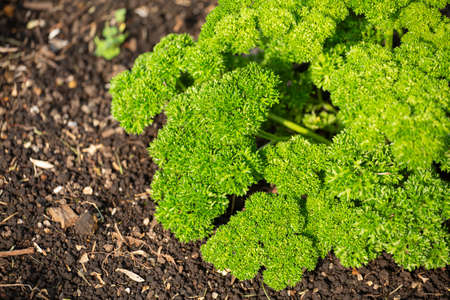 Organic parsley plant, space for text top viewの写真素材