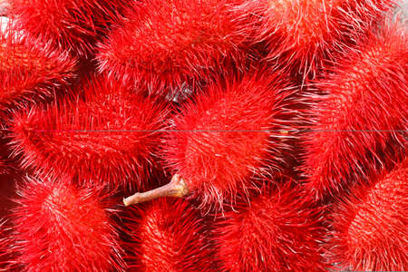 Annatto seeds, Onoto, Annatto, Bixa orellana, natural red pigmentの写真素材