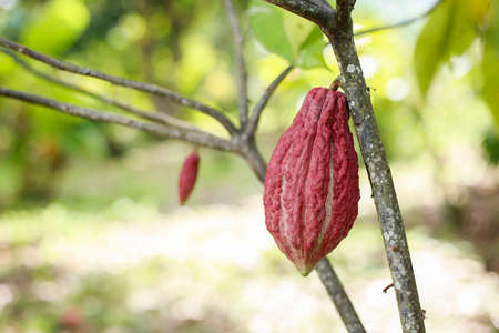 fruits of the cacao plant, in traditional cultivationの写真素材
