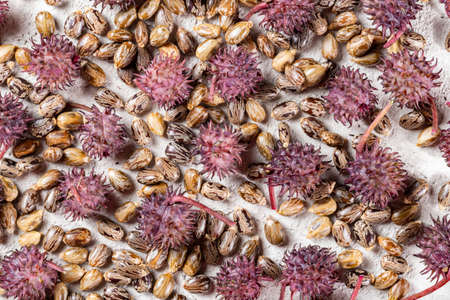 Castor oil, fruits and seeds - Ricinus communis