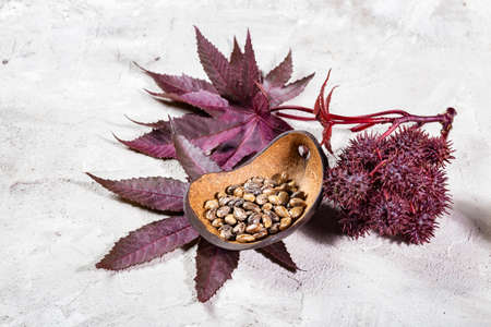 Castor oil, fruits and seeds - Ricinus communis