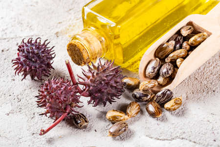 Castor oil, fruits and seeds - Ricinus communisの写真素材