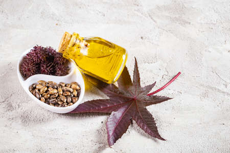 Castor oil, fruits and seeds - Ricinus communisの写真素材