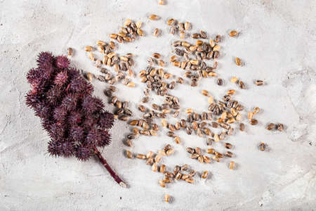 Castor oil, fruits and seeds - Ricinus communis