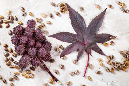 Castor oil, fruits and seeds - Ricinus communisの写真素材