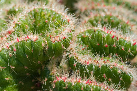 close-up of colorful succulent, natural beautyの写真素材