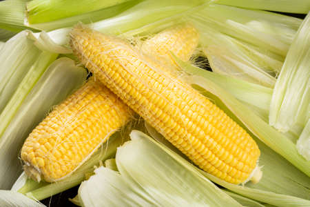 corn on the cob on the table, sweet corn.の写真素材