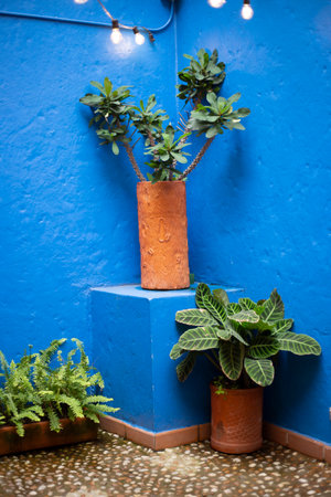 Blue corner with plants, general view imageの写真素材