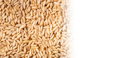 oat grains close-up isolated on white backgroundの写真素材