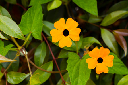 Poet's eye flower, invasive species in South America