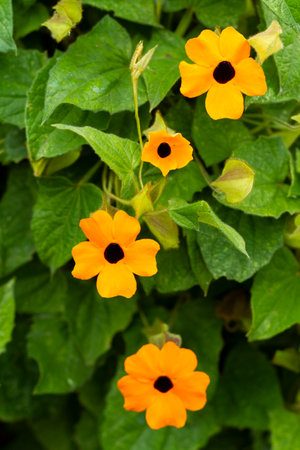 Poet's eye flower, invasive species in South Americaの写真素材
