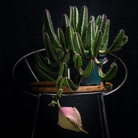 Beautiful succulent plant about to give its flower, on a black backgroundの写真素材
