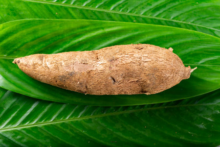 cassava pile, on a background of green leaves (Manihot esculenta)の写真素材