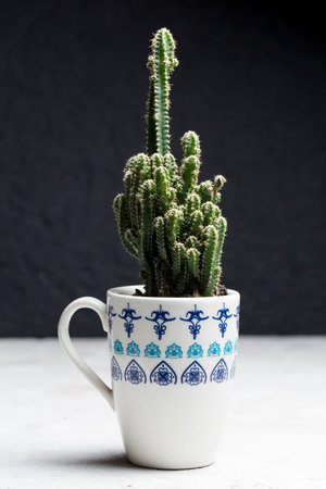 Cactus plant in pot on concrete table, in a dark backgroundの写真素材