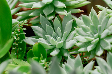 Beautiful plants of the succulent family, close-upの写真素材