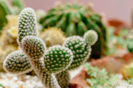 Set of beautiful cacti, close-up viewの写真素材