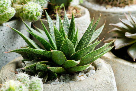 Succulent Plant in Concrete Pots, Space for Text