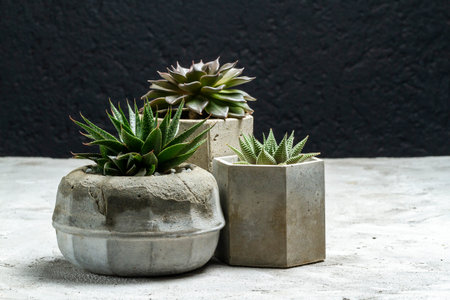 Beautiful cacti in cement pots, space for textの写真素材