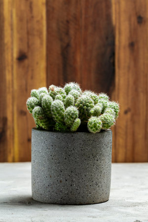 Beautiful cacti in cement pots, space for textの写真素材