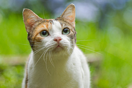 Healthy street cat, close-upの写真素材
