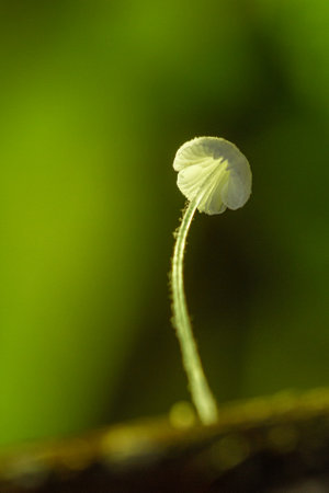Small mushrooms in nature, close-upの写真素材
