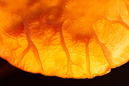 Small mushrooms in nature, close-upの写真素材