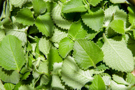 Pile of fresh oregano leaves, ready to be dehydrated in the sunの写真素材