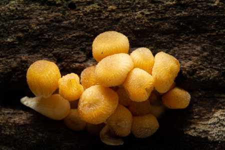 Small forest mushrooms, close-up image
