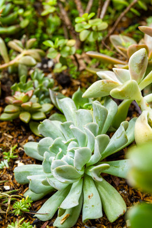 Succulent plants in the natural gardenの写真素材