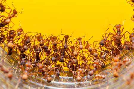 A closeup of numerous red ants trapped in a glass jar, their bodies and legs visible against a bright yellow background. The ants appear to be struggling to escape.の写真素材