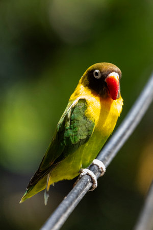 A lovebird with a bright red beak perches on a black wire, its yellow and green feathers contrasting...