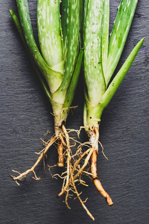In the image you can see two aloe vera plants with their roots exposed on a blackboardの写真素材
