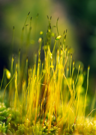 Macro Photography Of Moss In The Woods, Close-Upの写真素材