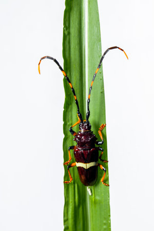 in the image you can see a specimen of the beetle, foreground imageの写真素材